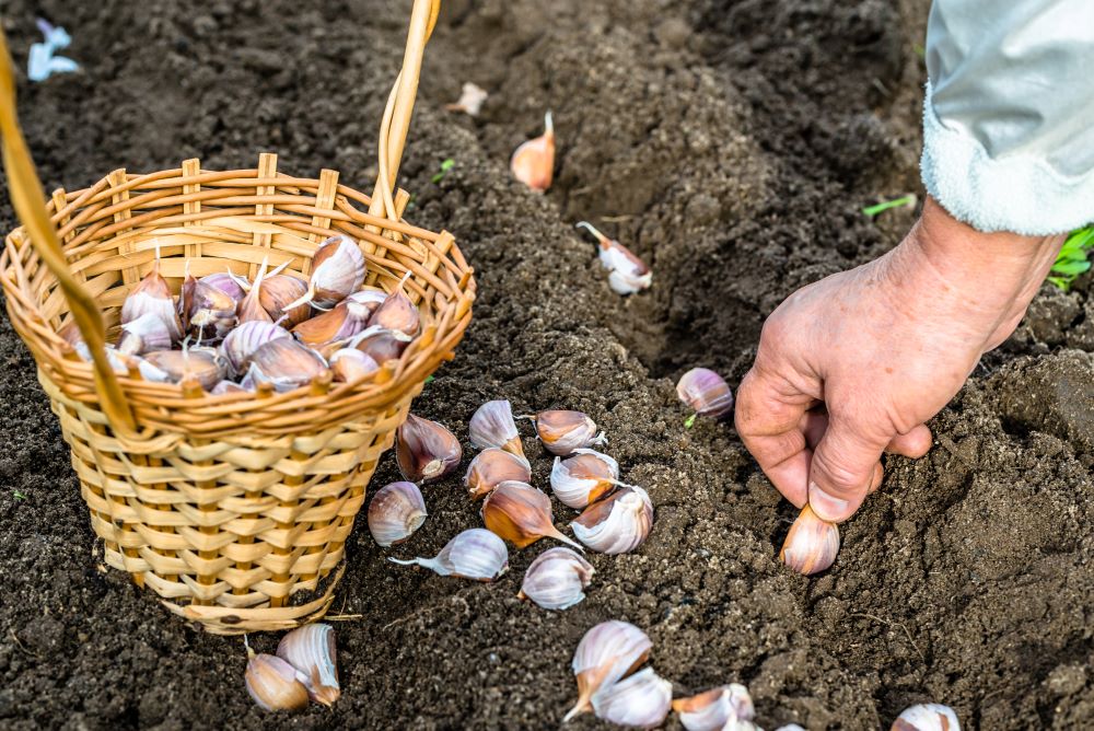 How To Keep Pests Of Out The Garden - Aromatic Plants