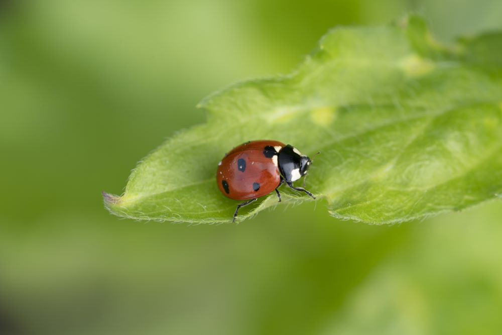 How To Keep Pests Of Out The Garden - Beneficial Bugs